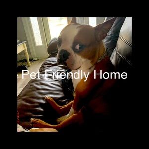 Pet Friendly Home